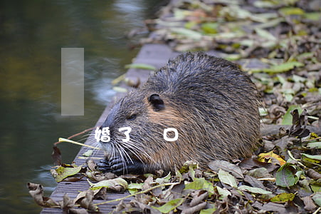離婚了戶口