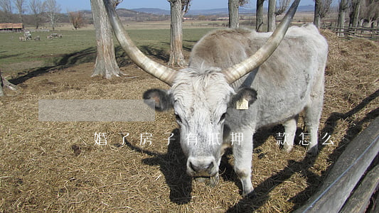 離婚了房子有抵押貸款怎么辦
