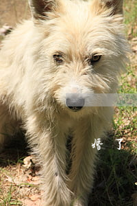 離婚了男孩跟誰好