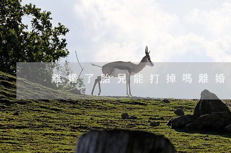 離婚了胎兒能打掉嗎(離婚了可以打掉孩子嗎)