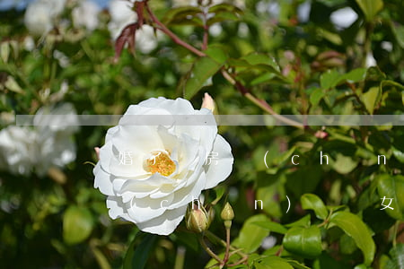離婚了辦房產(chǎn)證寫女方名字(房產(chǎn)證寫女方名字離婚怎么分割)