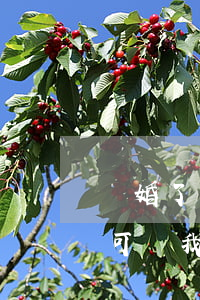 離婚了還能復婚嗎(離婚了還能復婚嗎媳婦了可煩我)