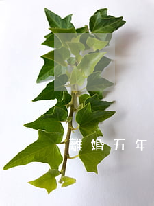 離婚五年女方不遷出戶口怎么辦