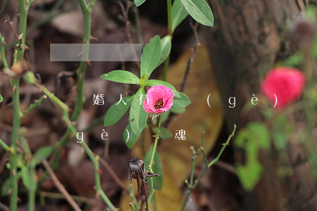 離婚人有幾個(gè)靈魂(離婚人有幾個(gè)靈魂)