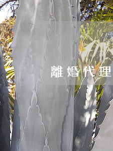 離婚代理費得多少錢(離婚代理費收取標準)