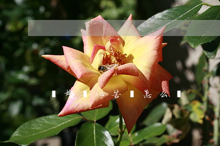 離婚內心苦悶怎么辦