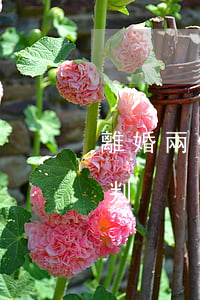 離婚兩個月的男孩判給誰(離婚一個男孩怎么判)