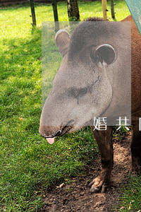 離婚共同債務(wù)怎么分配