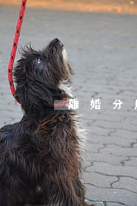 離婚分戶證明