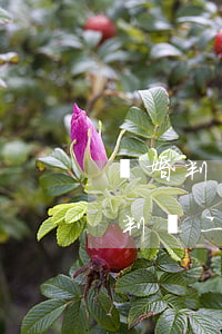 離婚判決兩次都不判離婚怎么辦(一次離婚沒判離,二次訴訟都會判離嗎)