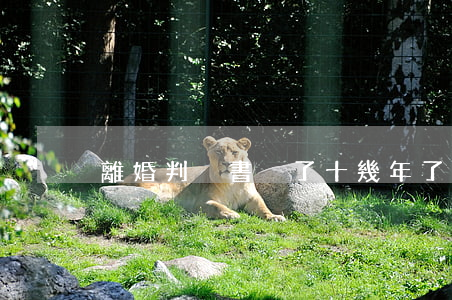 離婚判決書丟了十幾年了怎么辦