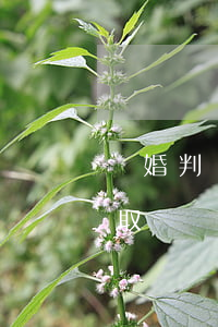 離婚判決書可以在異地法院調(diào)取嗎