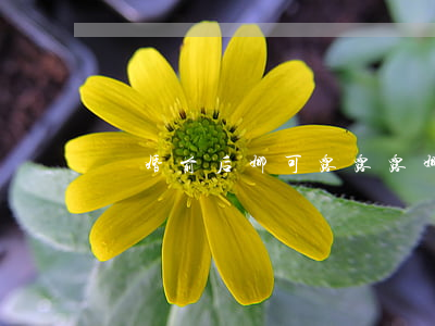 離婚前后娜可露露(露娜和娜可露露)