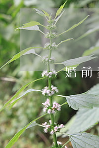 離婚前妻不牽戶口怎么辦