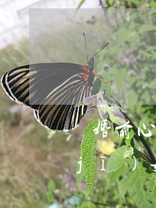 離婚前心機(jī)女被拋棄(離婚前心機(jī)女被拋棄)