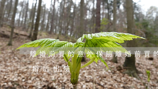 離婚前買的意外保險(離婚前買的意外保險,離婚后出險)