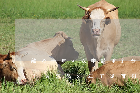 離婚十年可以申請重新分配財產(chǎn)嗎(離婚3年了還可以申請財產(chǎn)重新分配)