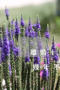 離婚十幾年不結(jié)婚的女人(離婚十幾年不結(jié)婚的女人)