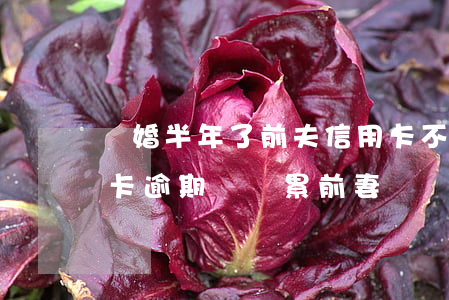 離婚半年了前夫信用卡不還(離婚后前夫信用卡逾期會連累前妻嗎)