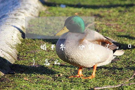 離婚半年沒分割財(cái)產(chǎn)怎么辦