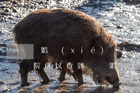 離婚協(xié)議上書內(nèi)容法院可以查到嗎(離婚協(xié)議上書內(nèi)容法院可以查到嗎)