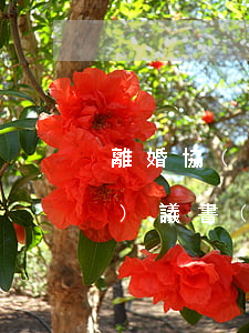 離婚協(xié)議哪里有(離婚協(xié)議書(shū)離婚的地方有嗎)
