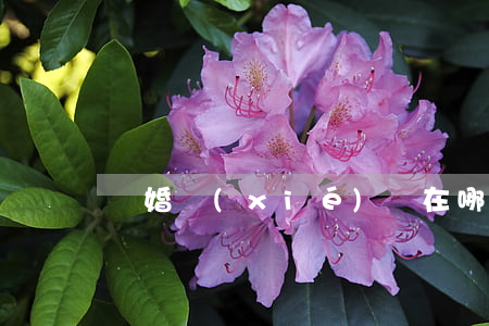 離婚協(xié)議在哪里辦理