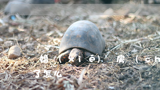 離婚協(xié)議房產(chǎn)證丟了怎么辦
