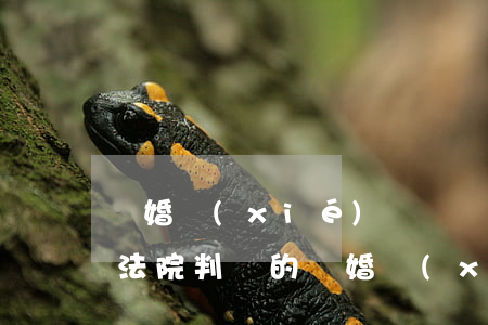 離婚協(xié)議書丟了怎么補(bǔ)(法院判決的離婚協(xié)議書丟了怎么補(bǔ))