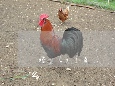 離婚協(xié)議書兩個(gè)孩子怎么寫