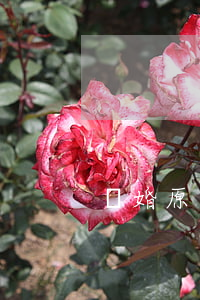 離婚原告不上庭怎么辦