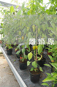 離婚原告可以不出庭嗎