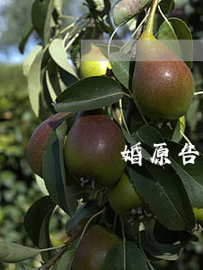 離婚原告撤訴多久起訴