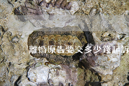 離婚原告要交多少錢(起訴離婚官司要多少錢)