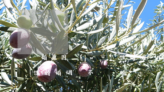離婚原因無(wú)性婚姻(沒(méi)有性的婚姻該不該離婚)