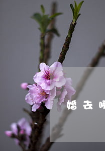 離婚去哪里辦理
