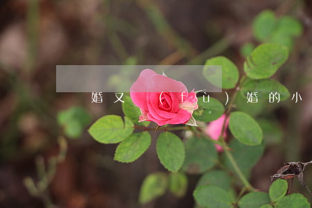 離婚又復(fù)婚的小說(shuō)