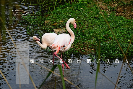 離婚又復婚她跑了以后占地怎么辦