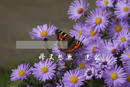 離婚又想撤訴怎么辦