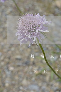 離婚又找了老婆(老公和老婆準備離婚的情況下找了別人)