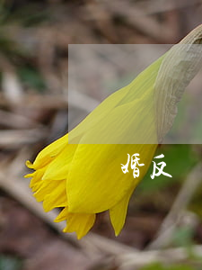 離婚反訴書(shū)怎么寫(xiě)