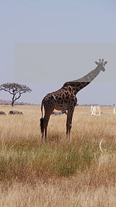 離婚可以請(qǐng)律師嗎(離婚可以不請(qǐng)律師嗎)