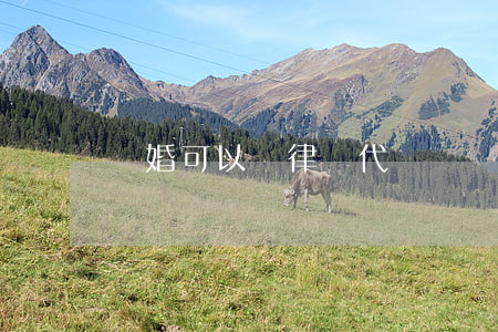 離婚可以讓律師代辦嗎(離婚可以委托律師代辦嗎)