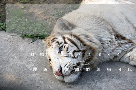 離婚可以風(fēng)險(xiǎn)代理訴訟嗎(離婚糾紛可以風(fēng)險(xiǎn)代理嗎)