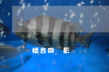 離婚合同電影
