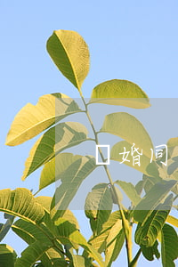 離婚同居算犯法嗎