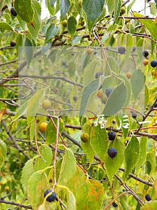 離婚后一夜爆火