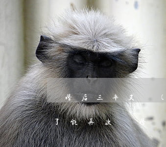 離婚后三年又復(fù)(復(fù)婚半年了能再次離婚嗎?)