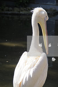 離婚后不給撫養(yǎng)費(fèi)起訴影響孩子以后政審嗎(婚內(nèi)不給撫養(yǎng)費(fèi)可以起訴嗎)