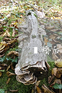 離婚后他們不讓見(jiàn)孩子怎么辦